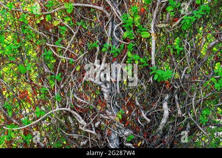 Kletterpflanze, die am Kettenzaun wächst Stockfoto