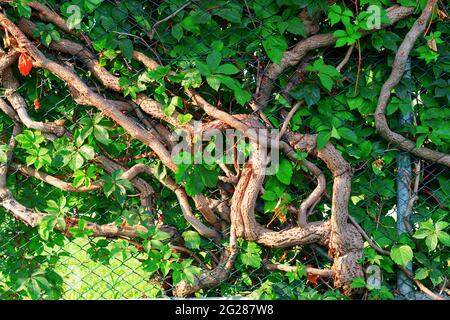 Kletterpflanze, die am Kettenzaun wächst Stockfoto