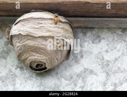Nahaufnahme eines bewohnten Wespennestes aus gekautem Holzpulpe und Speichel, das umgebende Insekten in Bewegung zeigt, schlichter Hintergrund kopiert Raum auf die Rig Stockfoto