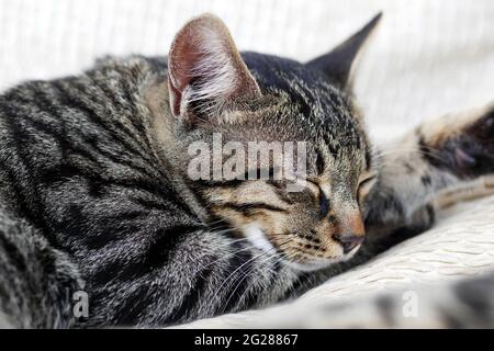 Nahaufnahme einer grauen tabby Katze, die auf weißen Kissen schläft Stockfoto
