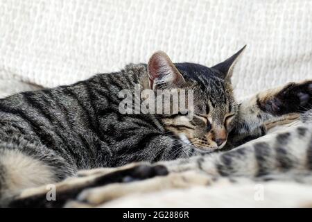 Nahaufnahme einer grauen tabby Katze, die auf weißen Kissen schläft Stockfoto