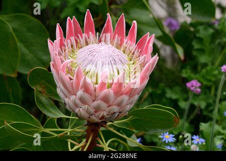 King Protea blüht im Great Glasshouse National Botanical Garden of Wales Llanarthney Carmarthenshire Wales Großbritannien Stockfoto