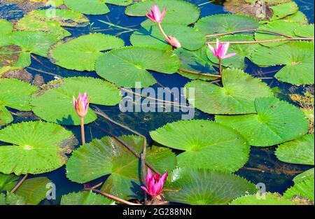 Vier aufkeimende Lotusblumen in einem Teich voller Lotuskissen. Leuchtend rosa Blütenblätter kontrastieren die Schattierungen von grünen Blättern und blauem Wasser. Stockfoto