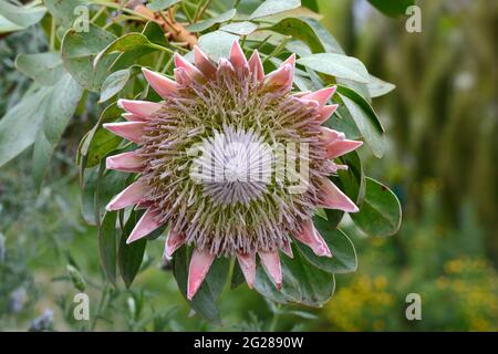 King Protea blüht im Great Glasshouse National Botanical Garden of Wales Llanarthney Carmarthenshire Wales Großbritannien Stockfoto