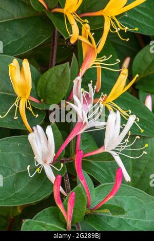 Geißblatt / Geißblatt / holzabiner (Lonicera periclymenum) in Blüte, Laub-Twining-Kletterer aus Europa und Nordafrika Stockfoto