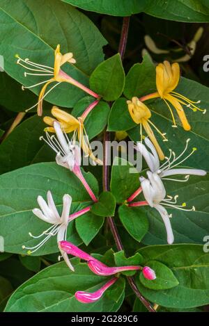 Geißblatt / Geißblatt / holzabiner (Lonicera periclymenum) in Blüte, Laub-Twining-Kletterer aus Europa und Nordafrika Stockfoto