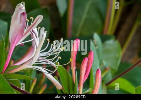 Geißblatt / Geißblatt / holzabiner (Lonicera periclymenum) in Blüte, Laub-Twining-Kletterer aus Europa und Nordafrika Stockfoto