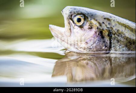 Angeln. Regenbogenforellen springen. Die Regenbogenforelle im See. Forellen im grünen Wasser eines Bergsees. Regenbogenforellen aus nächster Nähe im Wasser Stockfoto