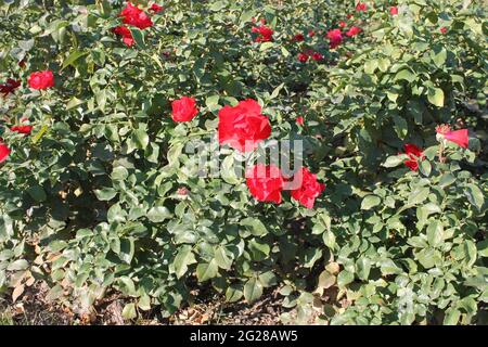 rote und weiße Rosen Stockfoto