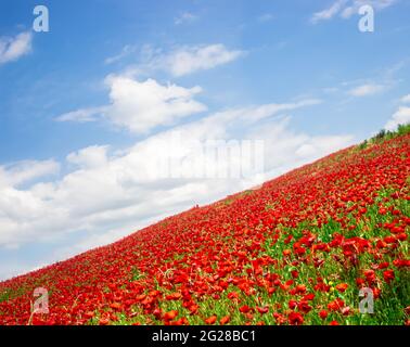 Mohn-Blumen Stockfoto