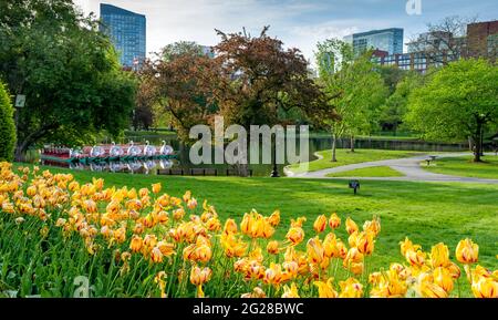 Morgenszene des Boston Public Garden mit Tulpen im Vordergrund und den Schwanenbooten und der Stadt im Hintergrund. Stockfoto