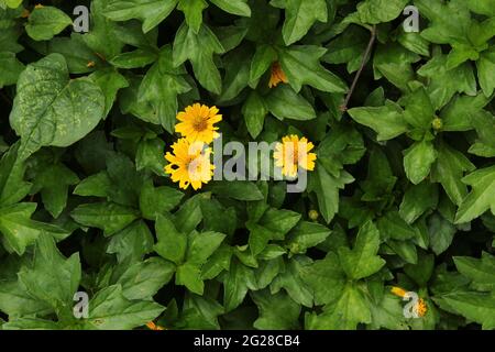 Kleine gelbe Sonnenblume - schleichende Ochsenauge (Compositae) Sphagneticola trilobata (L.) Pruski, Gattung: Sphagneticola -- Wilde Ringelblume, Singapur-Gänseblümchen Stockfoto