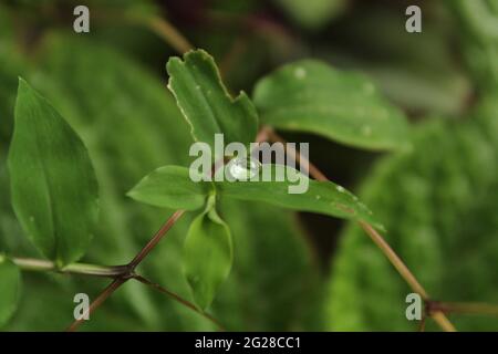 Tautropfen auf grünem Blatt zu Frühlingsbeginn: Tradescantia fluminensis Vell. Auch als wandernder Jude (Commelinaceae) bezeichnet Stockfoto