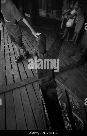 Sungai Uluk Palin, Kapuas Hulu, West Kalimantan, Indonesien. März 2007. Die Haupttreppe am Langhaus der traditionellen Dayak Tamambaloh-Gemeinde. - Fotografiert auf Schwarz-Weiß-Film, gescannt, digitalisiert. Stockfoto