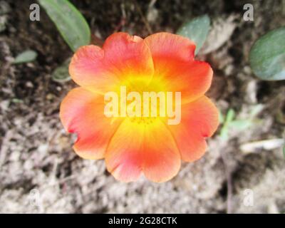 Grüne Blätter, schöne Blumen, Laub und grüne Natur Stockfoto