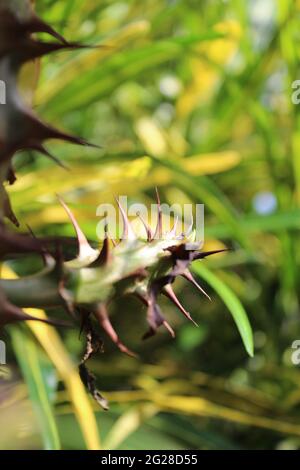 Pflanze mit vielen scharfen Dornen darauf, um sich vor Predators zu verteidigen: Stamm der Christuspflanze (Ph.-Morbiaceae) Ph.ORBIA milii des Moul. Stockfoto