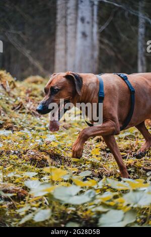 Rhodesien ridgeback mit braun-goldenem Fell in den österreichischen alpen (Vilsalpsee). Wald, Felsen und Berge. Schwarze Nase und braune Augen machen den Hund niedlich Stockfoto