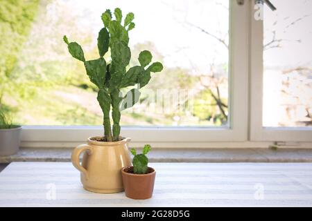 Großer und kleiner Kaktus im Blumentopf. Opuntia ficus-indica, Kaktusbirne oder indische Feige. Zwei Kakteen beherbergen Pflanzen auf dem Tisch am Fenster. Stockfoto