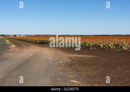 Großes broadacre-Feld mit Getreidesorghum, reif und bereit zur Ernte in Clermont, Queensland, Australien. Sorghum ist auch als milo, durra oder jowari bekannt. Stockfoto