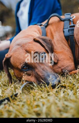 Rhodesien ridgeback mit braun-goldenem Fell in den österreichischen alpen (Vilsalpsee). Wald, Felsen und Berge. Schwarze Nase und braune Augen machen den Hund niedlich Stockfoto