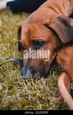 Rhodesien ridgeback mit braun-goldenem Fell in den österreichischen alpen (Vilsalpsee). Wald, Felsen und Berge. Schwarze Nase und braune Augen machen den Hund niedlich Stockfoto