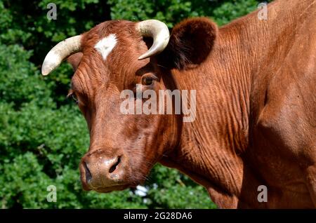 Porträt einer braunen Kuh in Frankreich Stockfoto