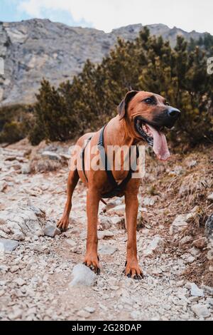 Rhodesien ridgeback mit braun-goldenem Fell in den österreichischen alpen (Vilsalpsee). Wald, Felsen und Berge. Schwarze Nase und braune Augen machen den Hund niedlich Stockfoto