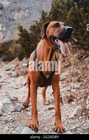 Rhodesien ridgeback mit braun-goldenem Fell in den österreichischen alpen (Vilsalpsee). Wald, Felsen und Berge. Schwarze Nase und braune Augen machen den Hund niedlich Stockfoto