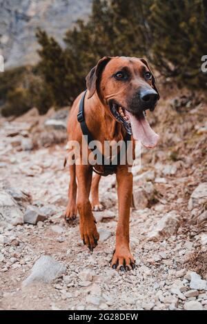 Rhodesien ridgeback mit braun-goldenem Fell in den österreichischen alpen (Vilsalpsee). Wald, Felsen und Berge. Schwarze Nase und braune Augen machen den Hund niedlich Stockfoto