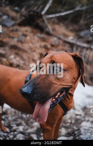 Rhodesien ridgeback mit braun-goldenem Fell in den österreichischen alpen (Vilsalpsee). Wald, Felsen und Berge. Schwarze Nase und braune Augen machen den Hund niedlich Stockfoto