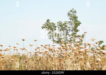 Wilde Pflanze auf einer Wiese. Dornige Unkräuter Hintergrund. Stockfoto