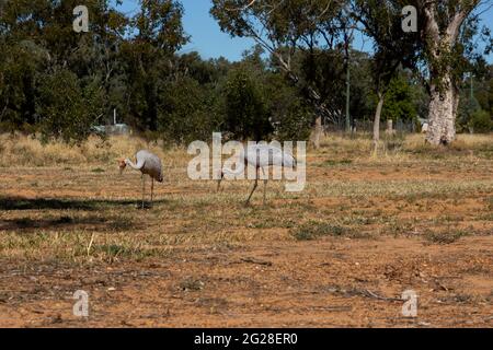 Zwei Brolgas (grus rubicunda), ein großer australischer Kran, der sich auf Abfallland in der Nähe von Häusern im Outback von Queensland, Australien, ernährt. Stockfoto