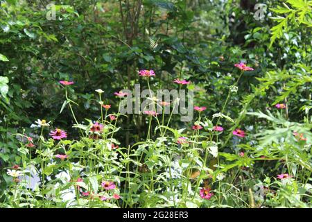 Blühende rosa Blumen - Zinnia peruviana L (Compositae), peruanische Zinnia, Zinnia elegans L, Dahlia zinnia, Zinnia haageana Regel, Mexikanischer Zinnien Stockfoto