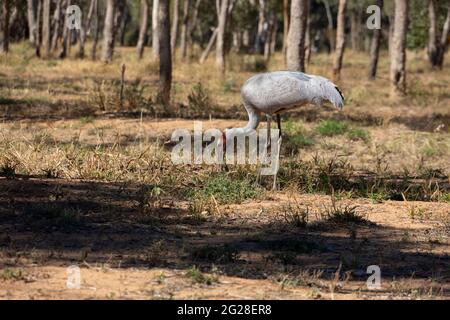 Brolga (grus rubicunda), ein großer australischer Kran, der sich auf Abfallland im Outback von Queensland, Australien, ernährt. Stockfoto