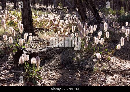 Im Outback von Queensland, inmitten von buschigen Gummibäumen und gefallenen Ästen, ist die Bush-Lichtung mit einheimischen rosafarbenen Mulla Mulla (Ptilotus exaltatus)-Wildblumen bedeckt. Stockfoto