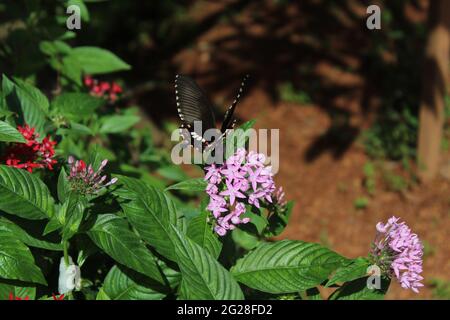 Schmetterling kommt, um Nektar aus einem kleinen Haufen violetter Blumen zu sammeln: Ägyptischer Sternhaufen (Rubiaceae) Pentas lanceolata (Forssk.) Defler, Pentas Stockfoto