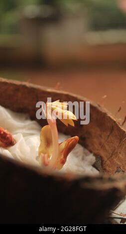 Baby Peanut Pflanze wächst aus Peanut Seed Split Open zeigt Cotyledon, Pumulum, Radicle. Anbau in Coconut Shell durch biologischen Anbau Stockfoto
