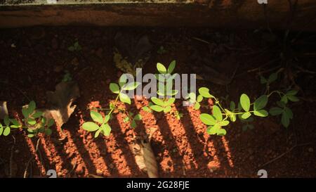 Junge Erdnusspflanzen wachsen gut in sonnenbeschienenen Garten. Tracheophyten, Angiospermen, Eudikoten, Rosiden -- Fabales -- Fabacea -- Arachis -- A. hypogaea Stockfoto