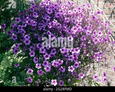 Masse von Geranium-Maderense-Blumen, in den Gärten von Walmer Castle, Kent Stockfoto