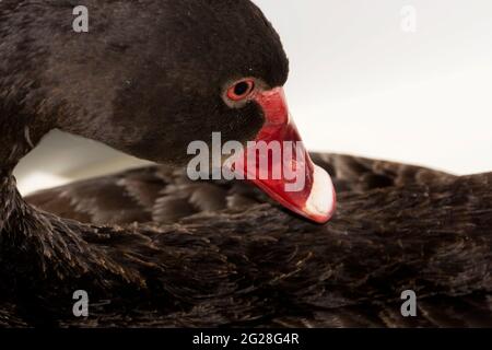 Ein extremes Nahaufnahme-Porträt eines australischen schwarzen Schwans, das den geschwungenen Hals, den roten Schnabel und die roten Augen dieses großen Wasservogels zeigt. Stockfoto