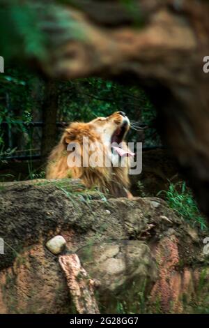 Löwe gähnend auf einem Felsvorsprung Stockfoto