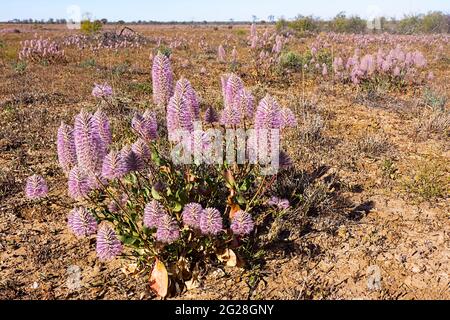 Nach einer guten Regenzeit ist das Outback Queensland mit flauschigen, rosa Mulla Mulla-Blüten (Ptilotus exaltatus), auch bekannt als Lammschwanz oder Fuchsschwanz, bedeckt. Stockfoto