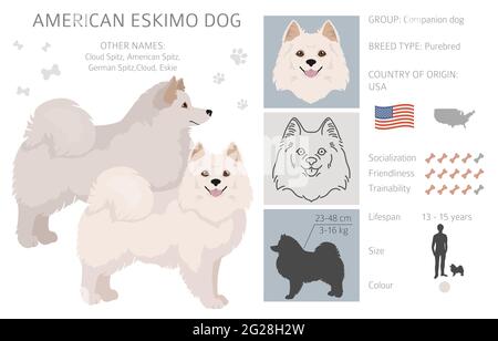 American eskimo Hund alle Farben Cliparts. Verschiedene Fellfarben eingestellt. Vektorgrafik Stock Vektor