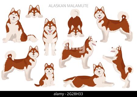 Alaskan Malamute alle Farben Clipart. Verschiedene Fellfarben und Posen eingestellt. Vektorgrafik Stock Vektor