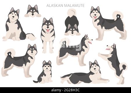 Alaskan Malamute alle Farben Clipart. Verschiedene Fellfarben und Posen eingestellt. Vektorgrafik Stock Vektor