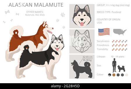 Alaskan Malamute alle Farben Clipart. Verschiedene Fellfarben und Posen eingestellt. Vektorgrafik Stock Vektor