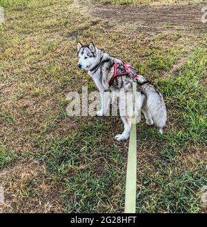 Malamute an der Leine. Malamute outguly. Folow me Dog. Stockfoto