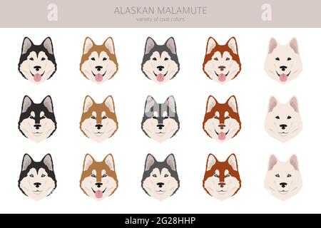 Alaskan Malamute alle Farben Clipart. Verschiedene Fellfarben und Posen eingestellt. Vektorgrafik Stock Vektor