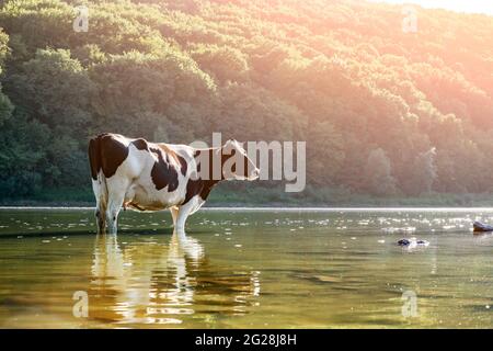 Kuh Bewässerung im Fluss. Tierfotografie Stockfoto