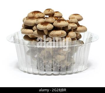 Shiitake Pilz Pilz Bett Anbau-Kit isoliert auf weißem Hintergrund Stockfoto